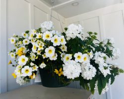 IMG_5281